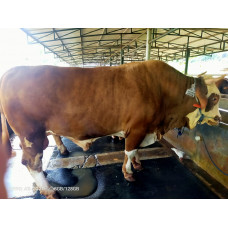 Sapi Limosin