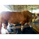 Sapi Sapi